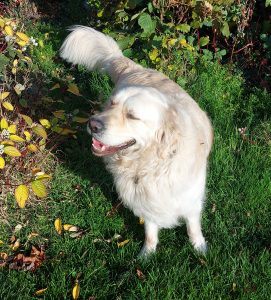 Golden Retreiver