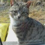 a tabby cat, sitting on a windowsill
