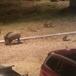 A parent and two baby wild boars, spotted while at a conference in Marseille, France