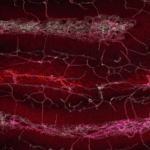 This is another immunohistochemistry from the cerebellum, a part of the brain which is the most beautiful (to my opinion). Here I tagged in red some cells related to our immune system, in green some cellular junctions and in magenta the arteries/veins all transporting blood!