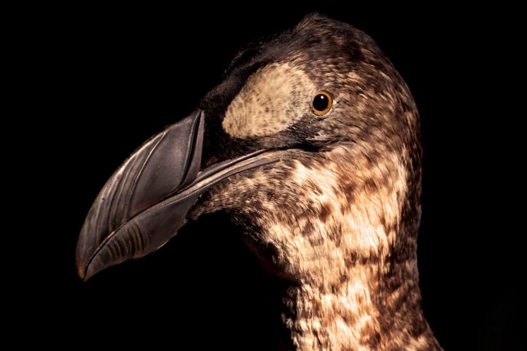 Close up of the Auk's head. Credit: Dr. Martyn Linnie