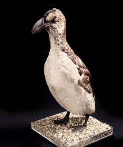 Great Auk. Credit: Dr. Martyn Linnie